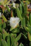 Carpobrotus edulis. Цветущее растение (белоцветковая форма). США, Калифорния, Сан-Франциско, на побережье океана.15.02.2017.