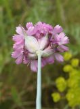 Dianthus andrzejowskianus. Соцветие (вид со стороны обёртки). Украина, г. Запорожье, о-в Хортица, возле моста Б.Преображенского, степь. 01.06.2016.