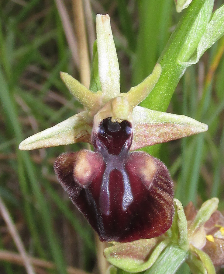 Изображение особи Ophrys mammosa.