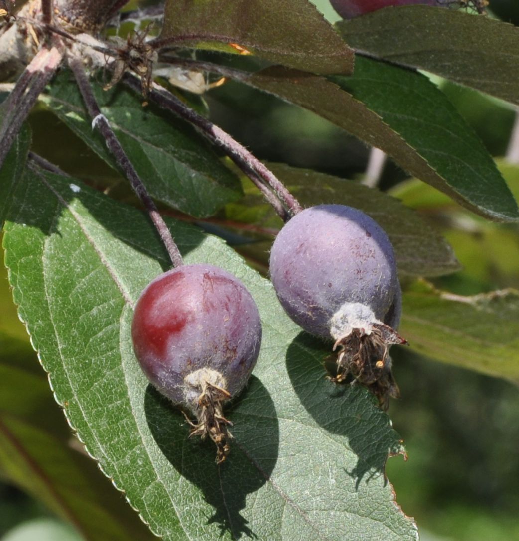 Image of genus Malus specimen.