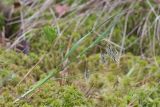 Carex paupercula