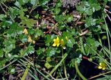 Ranunculus radicans