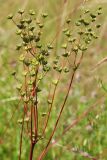 Filipendula vulgaris