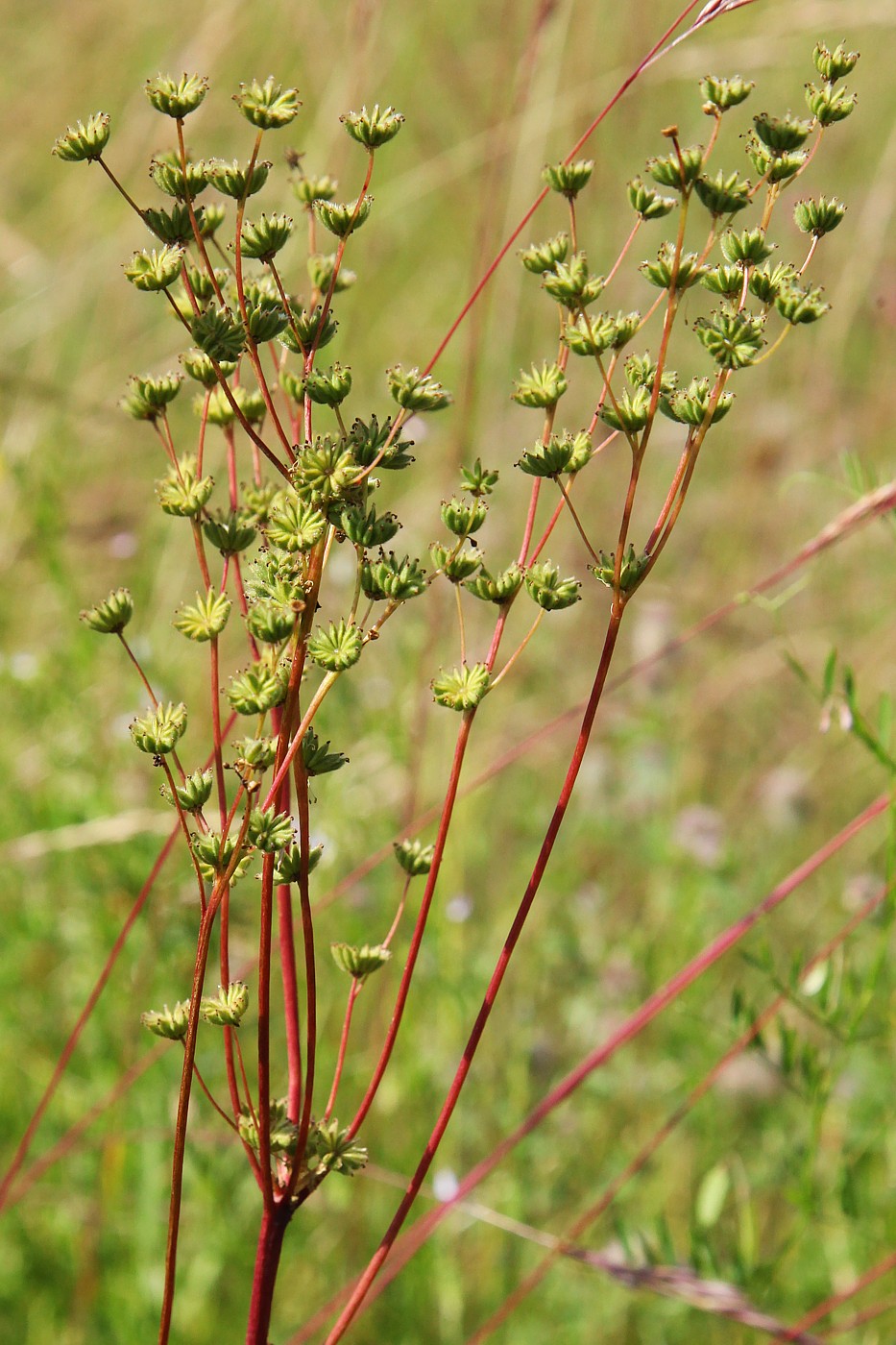 Image of Filipendula vulgaris specimen.