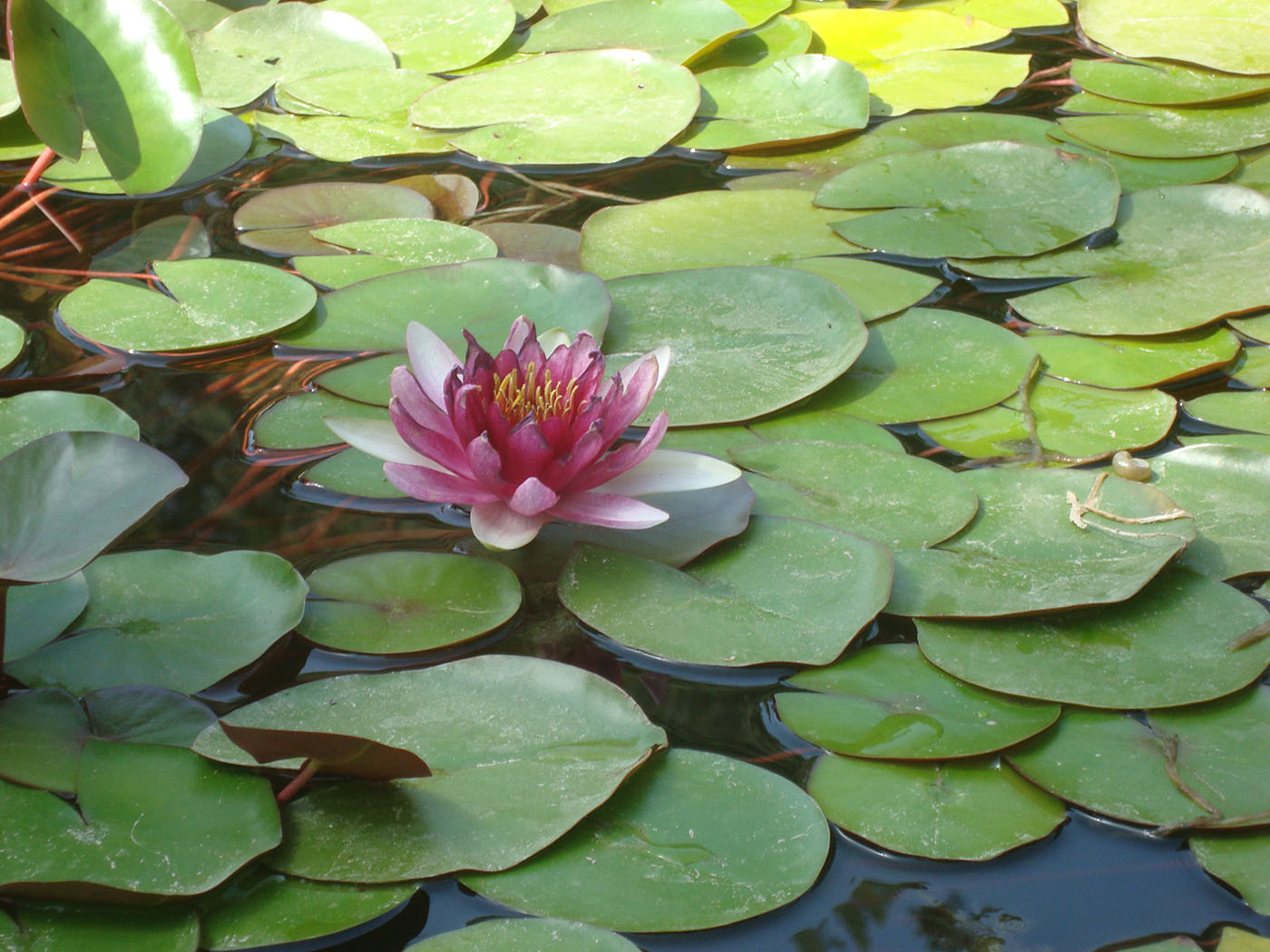 Image of genus Nymphaea specimen.