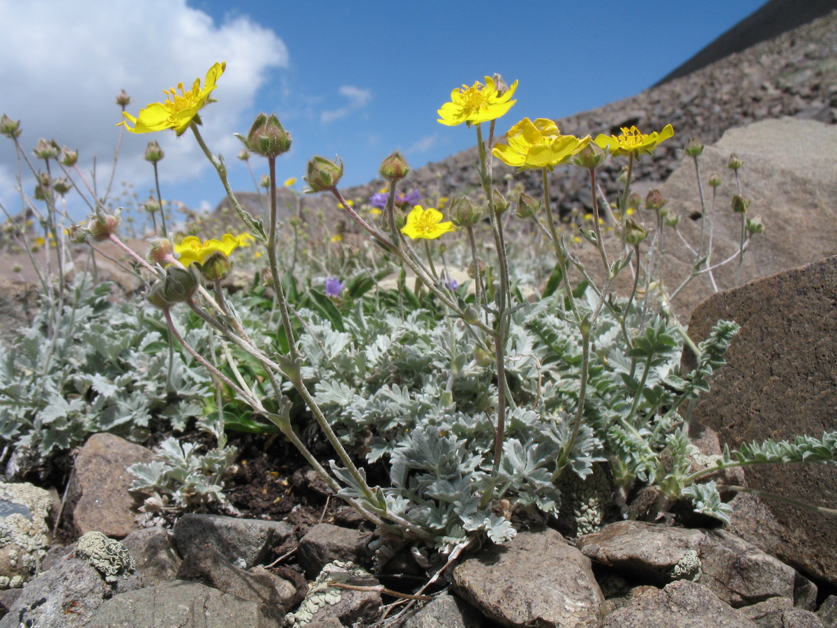 Изображение особи Potentilla hololeuca.