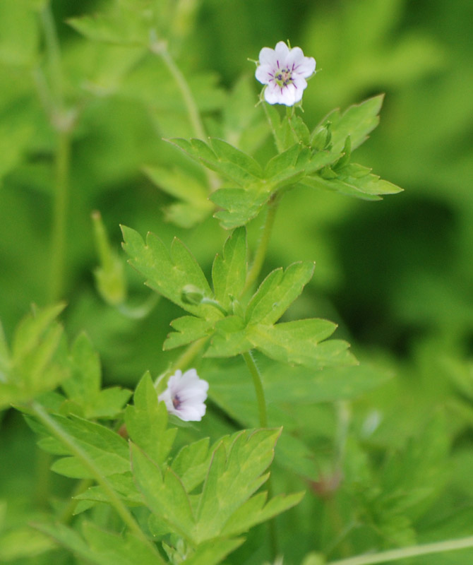 Image of Geranium sibiricum specimen.