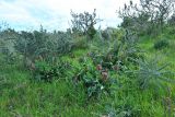 Veltheimia capensis