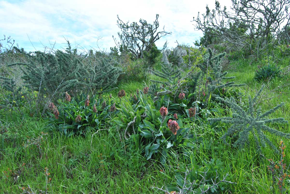 Image of Veltheimia capensis specimen.