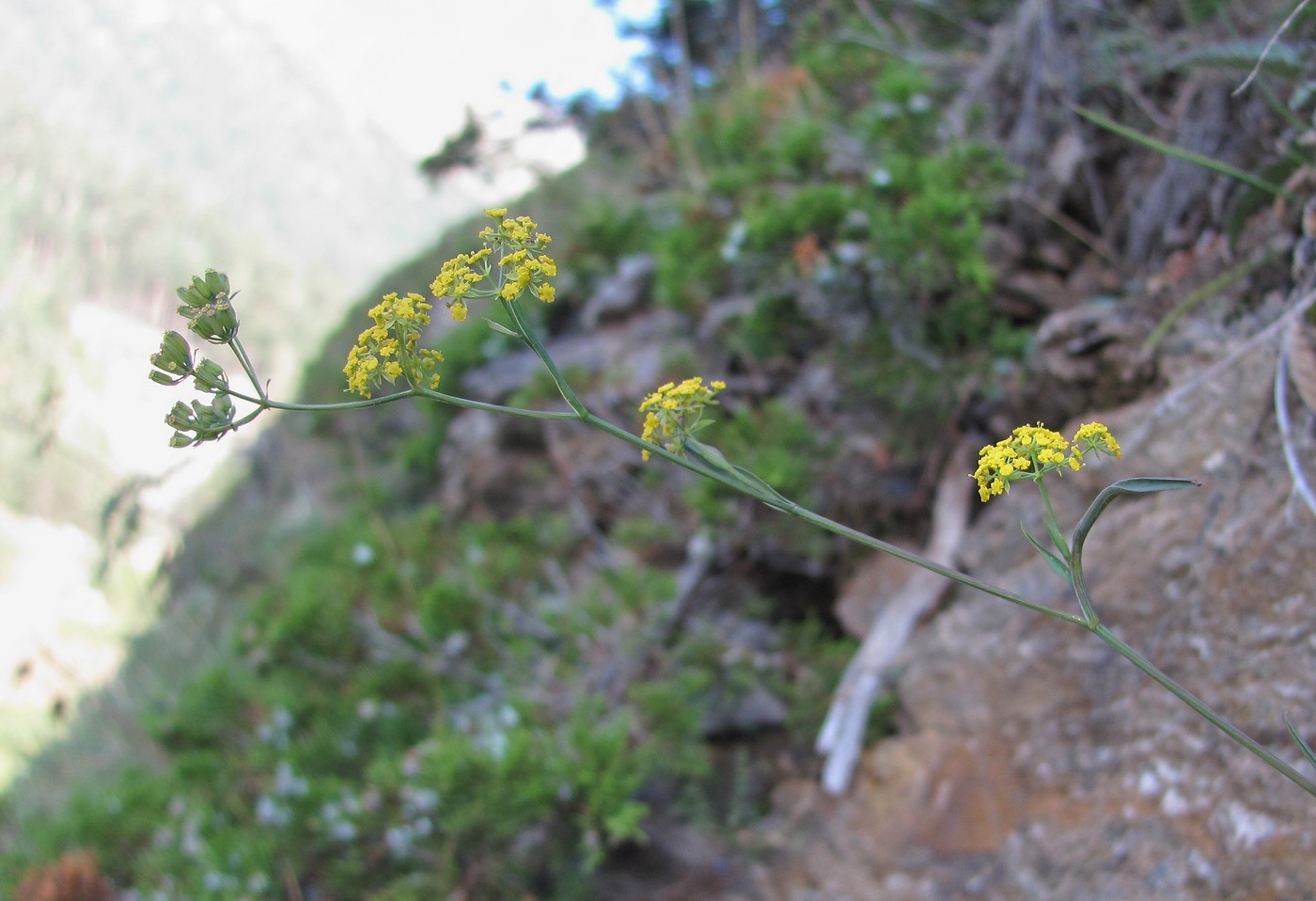 Image of Bupleurum polyphyllum specimen.