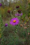 Symphyotrichum novae-angliae