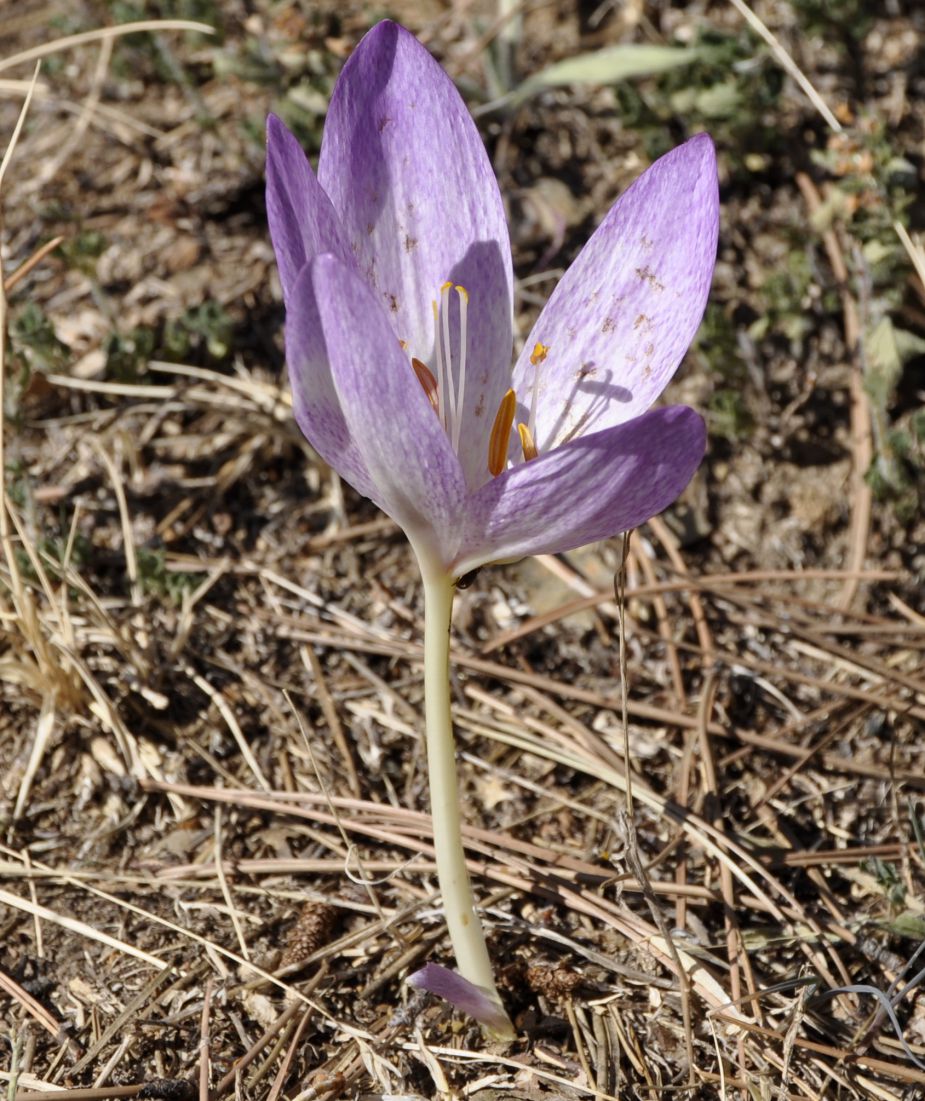 Image of Colchicum chalcedonicum specimen.