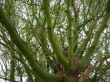 View full-size image Parkinsonia aculeata