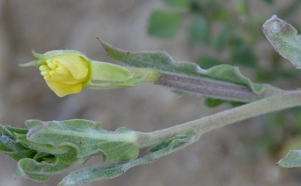 Image of Oenothera indecora specimen.