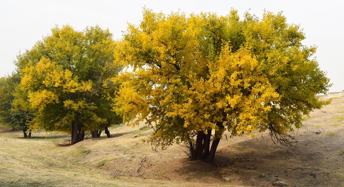 Изображение особи Morus alba.