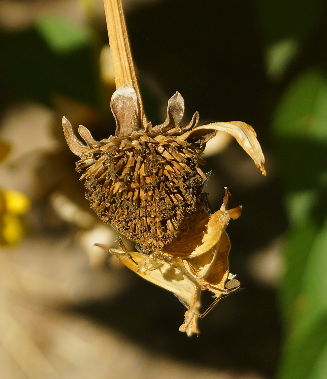 Image of Heliopsis helianthoides ssp. scabra specimen.