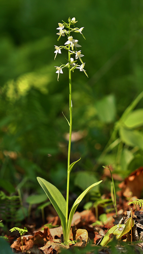 Изображение особи Platanthera &times; mixta.