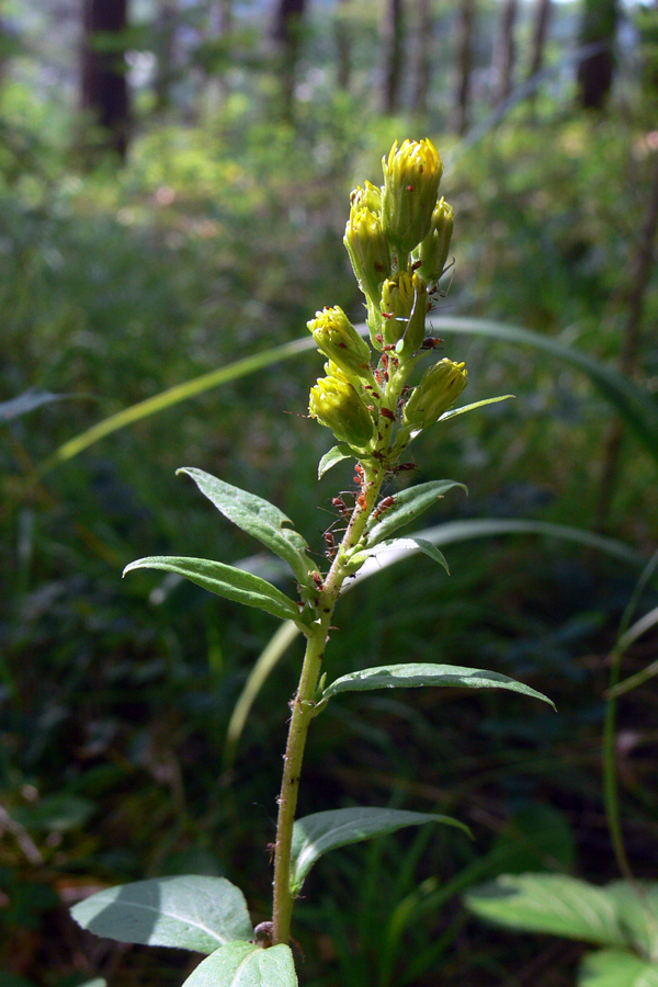 Изображение особи Solidago virgaurea.