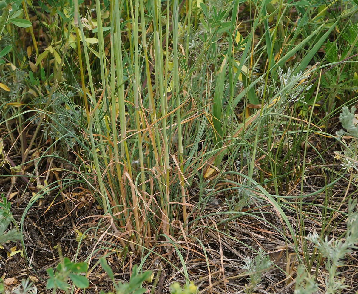 Image of genus Koeleria specimen.