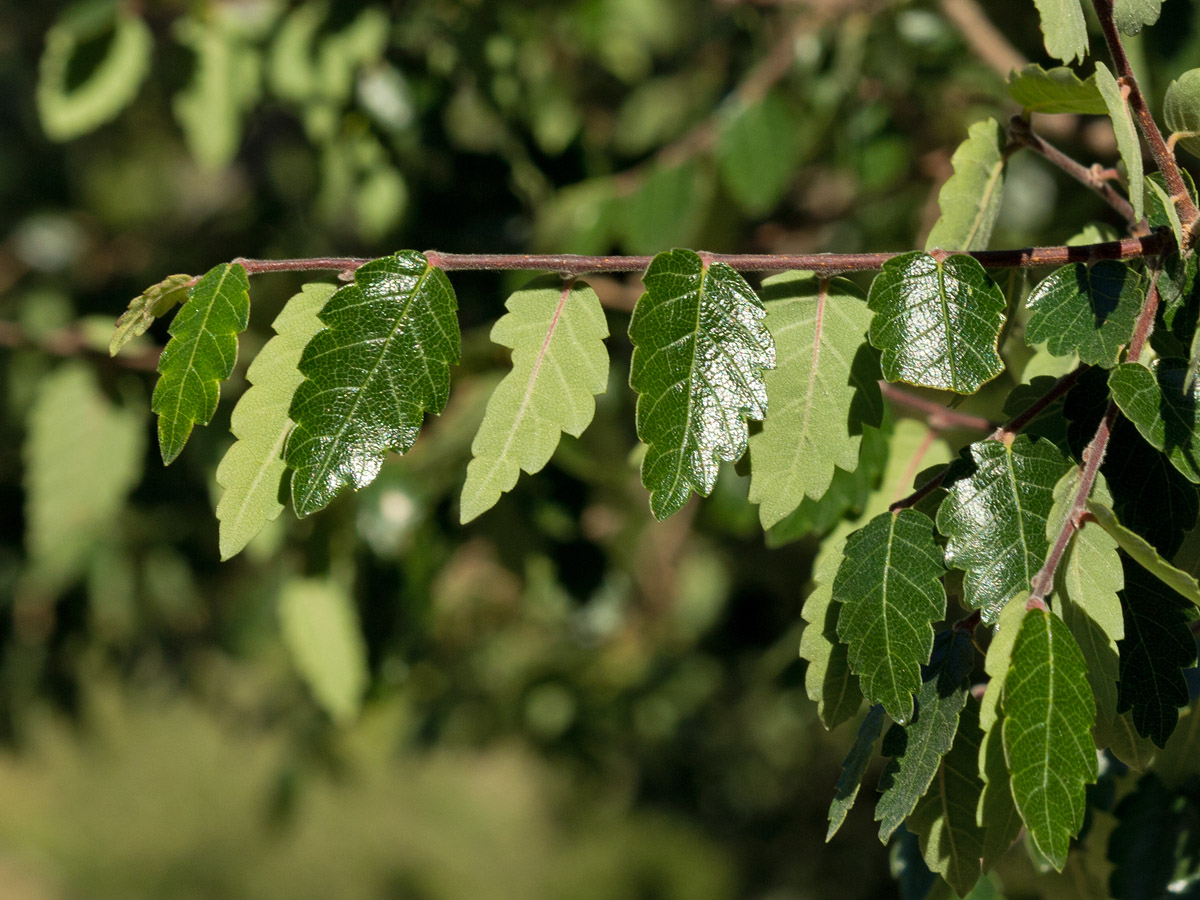 Image of Zelkova abelicea specimen.