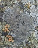 Lobothallia praeradiosa. Таллом с апотециями (длина – 6 см). Кабардино-Балкария, Эльбрусский р-н, окр. пос. Эльбрус, ок. 2100 м н.у.м., скальное обнажение. 31.07.2017.