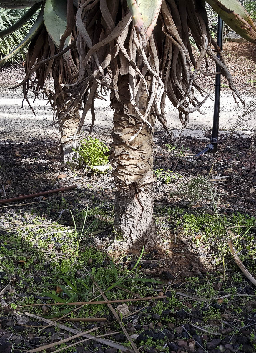 Image of Aloe marlothii specimen.