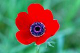 Anemone coronaria