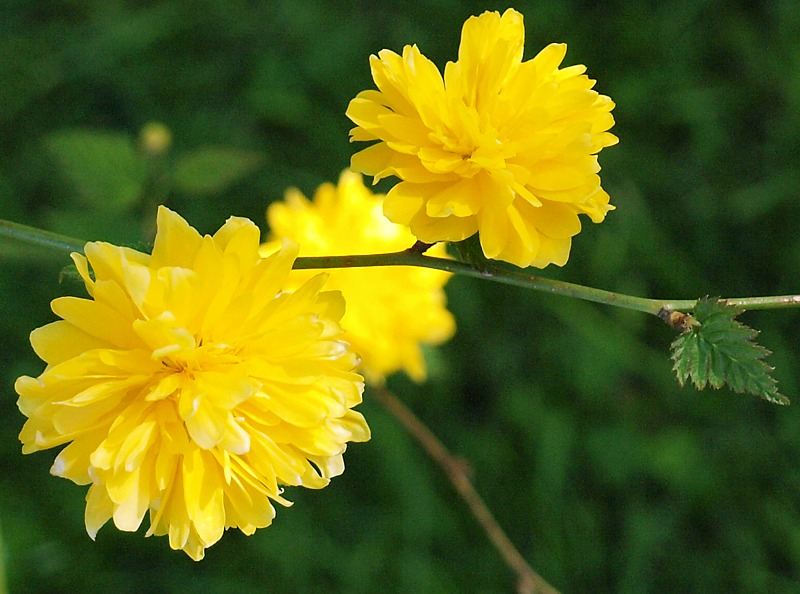 Image of Kerria japonica var. pleniflora specimen.