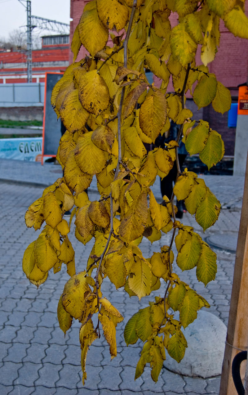 Image of Ulmus glabra specimen.