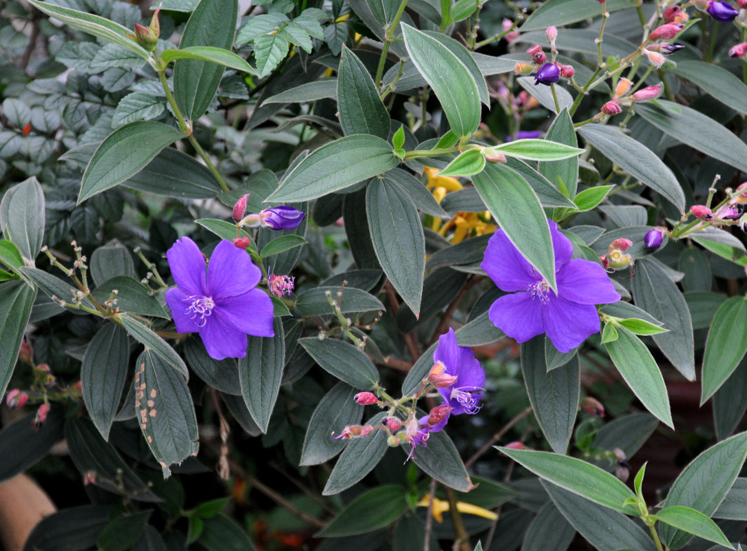 Изображение особи Tibouchina lepidota.