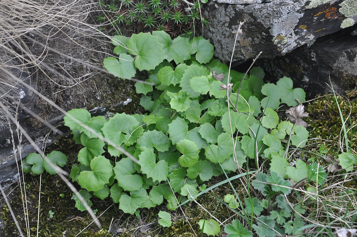 Изображение особи Dolichorrhiza renifolia.