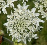 Heracleum sosnowskyi