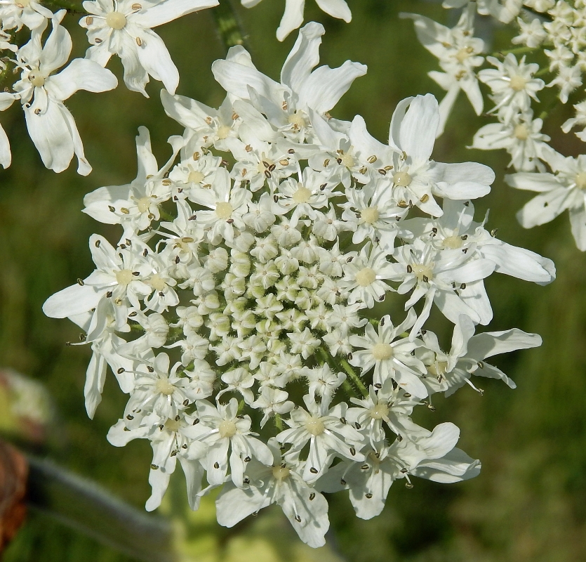 Image of Heracleum sosnowskyi specimen.