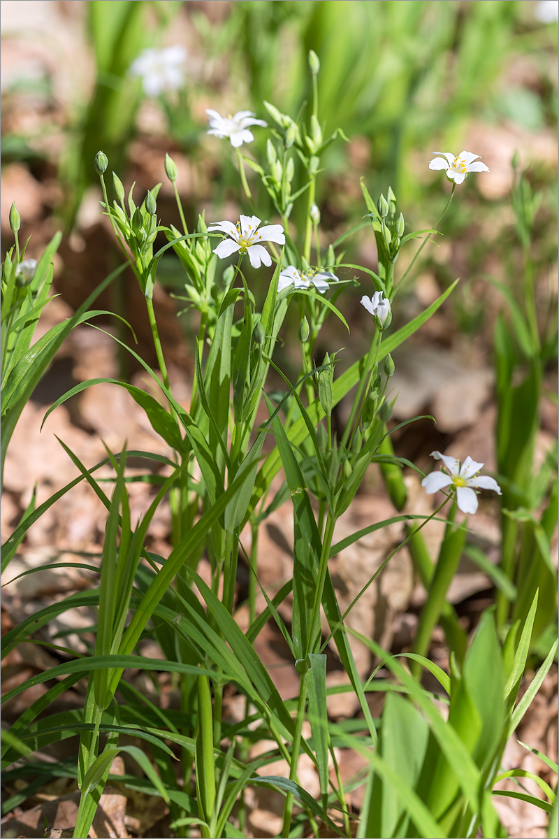 Image of Stellaria holostea specimen.