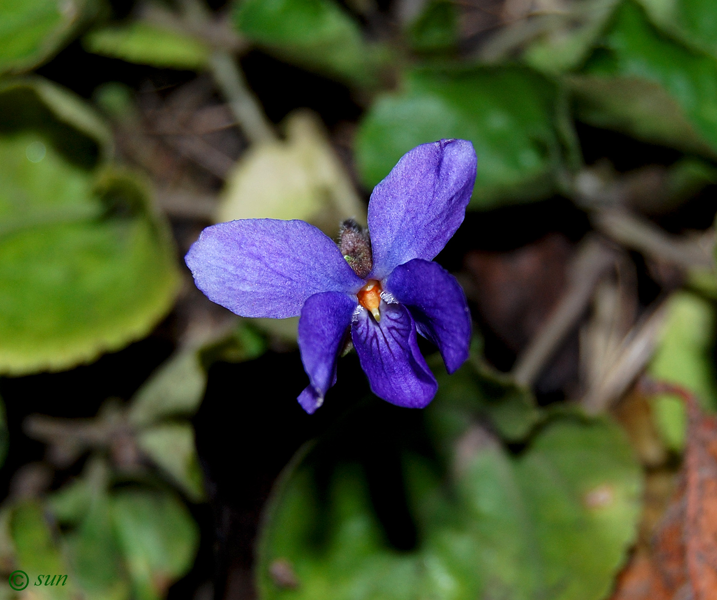 Image of genus Viola specimen.