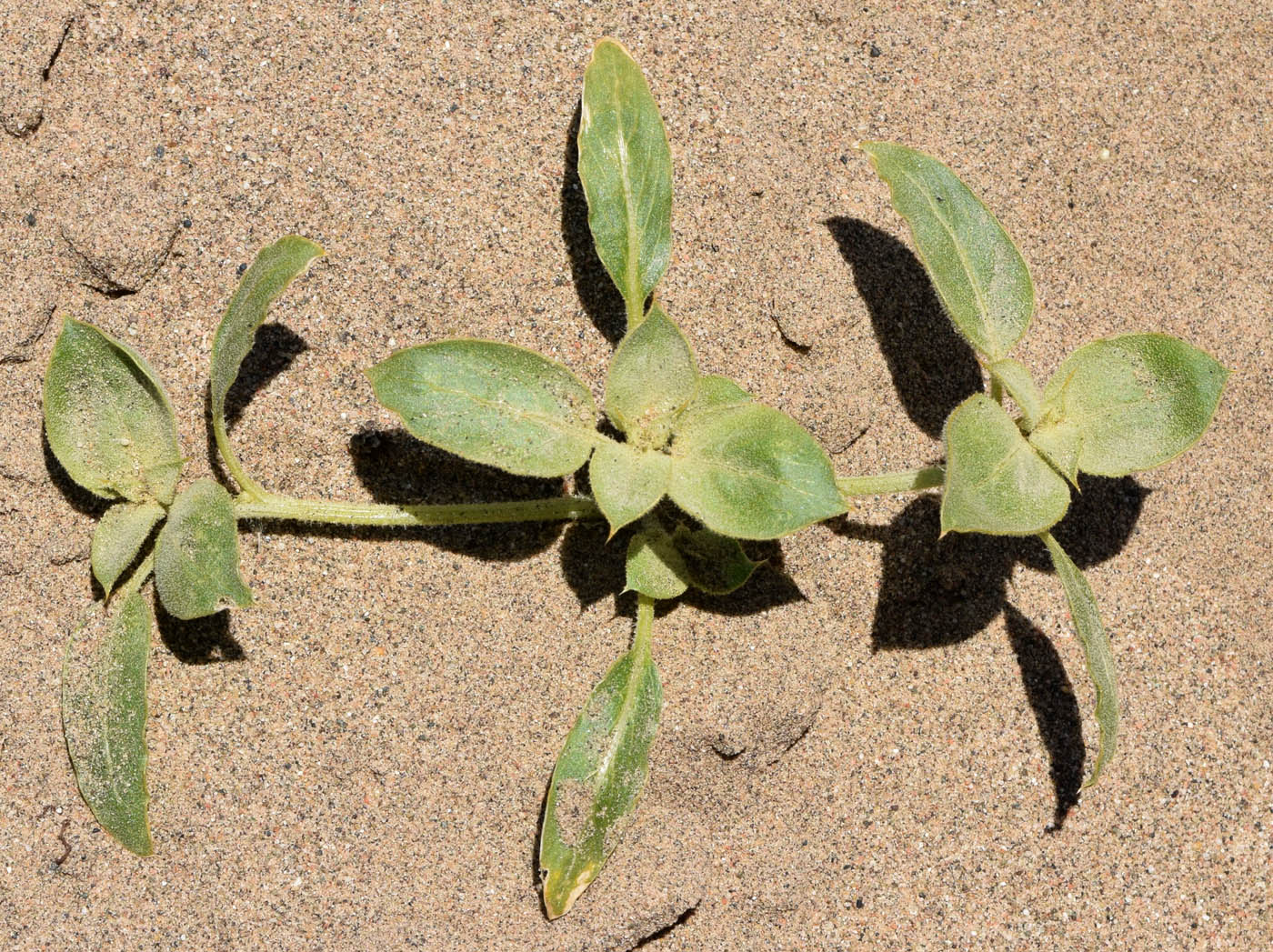 Image of Agriophyllum latifolium specimen.