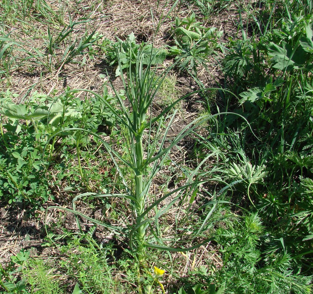 Image of genus Tragopogon specimen.