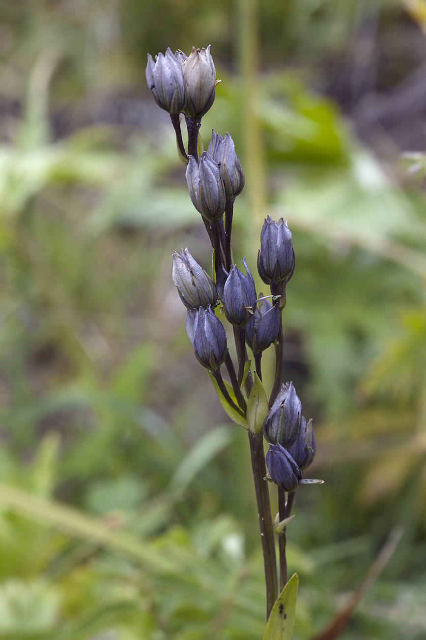 Image of Swertia obtusa specimen.