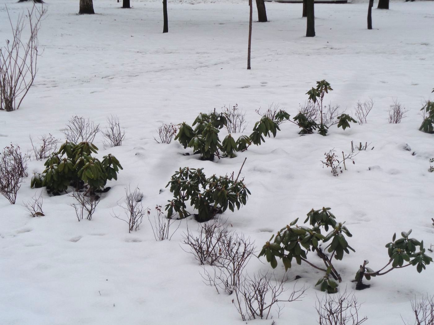 Image of genus Rhododendron specimen.