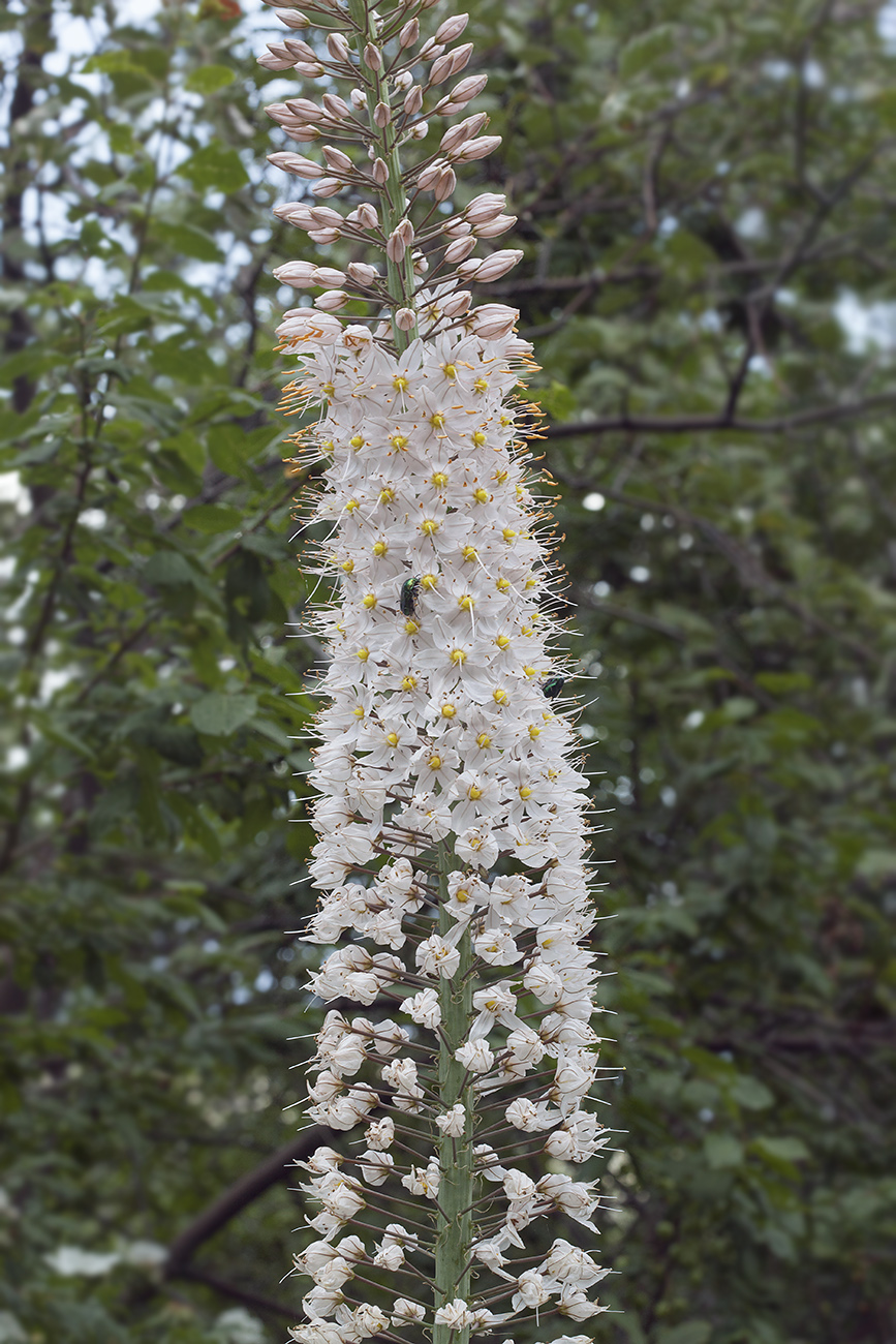 Image of Eremurus robustus specimen.