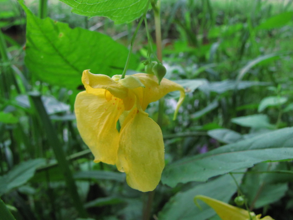 Image of Impatiens noli-tangere specimen.