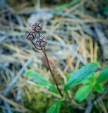 Chimaphila umbellata. Верхушка побега с плодами. Пермский край, Оханский р-н, Кунчурихинский бор, поляна в сосновом бору. 28.08.2018.