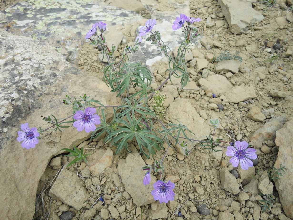 Image of Geranium kotschyi specimen.