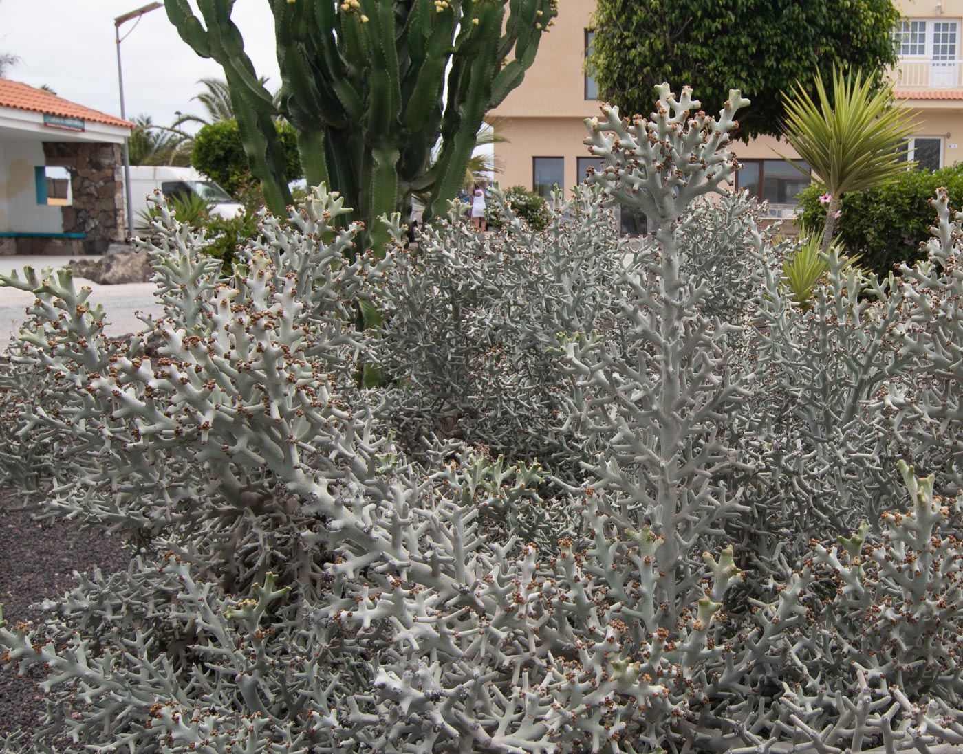 Изображение особи Euphorbia stenoclada.