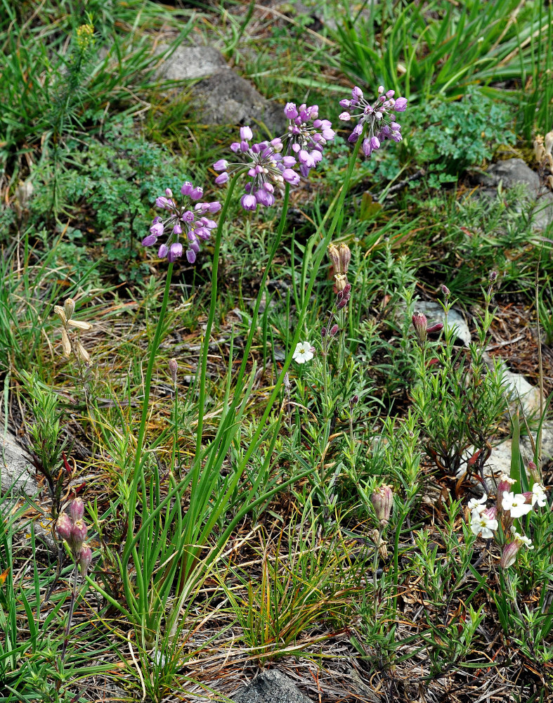 Image of Allium rubens specimen.