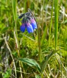 Mertensia pubescens. Верхушка цветущего растения. Берингово море, Карагинский зал., о. Верхотурова, тундра. 30.06.2018.