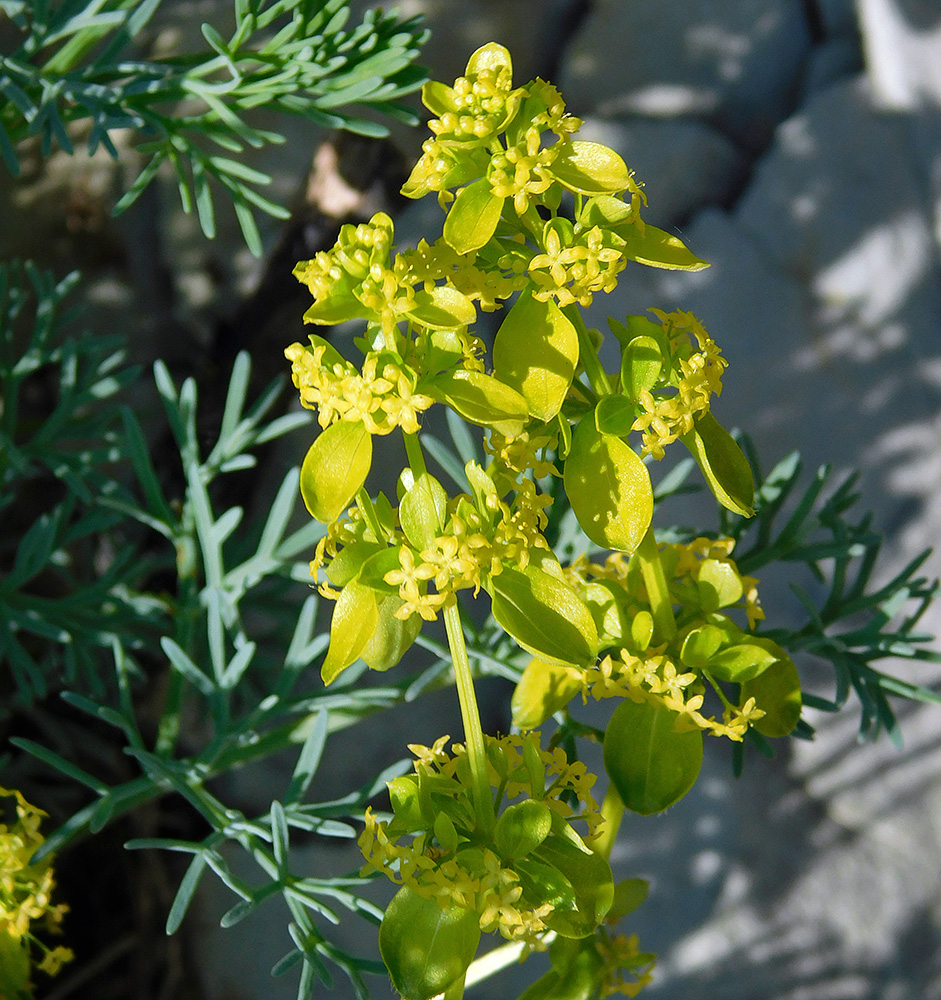 Изображение особи Cruciata coronata.