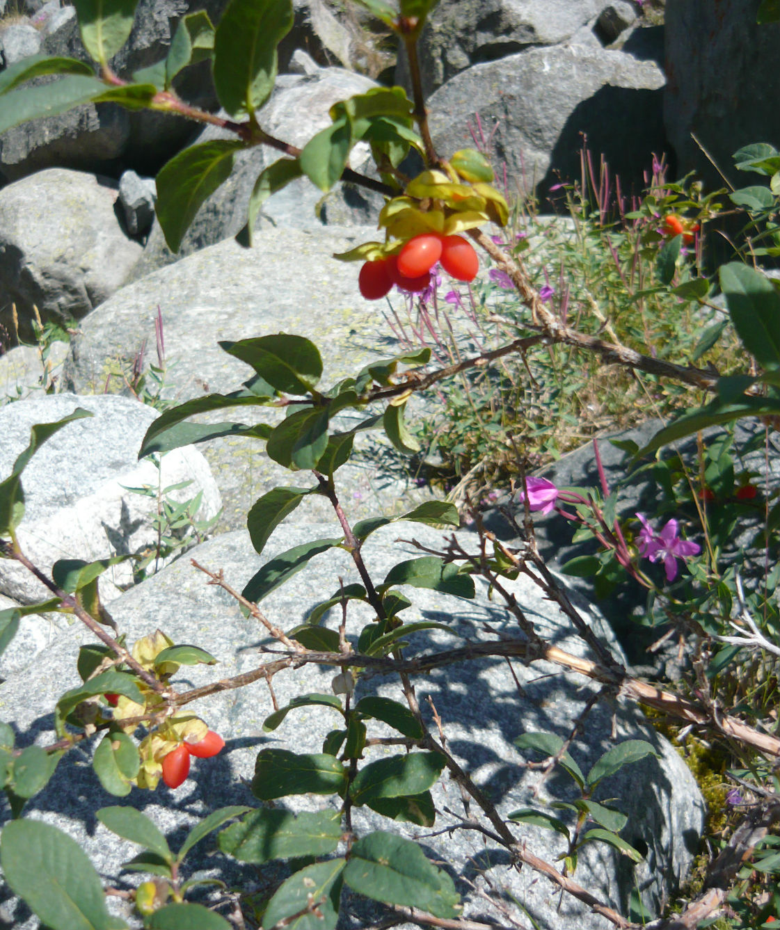 Image of Lonicera hispida specimen.