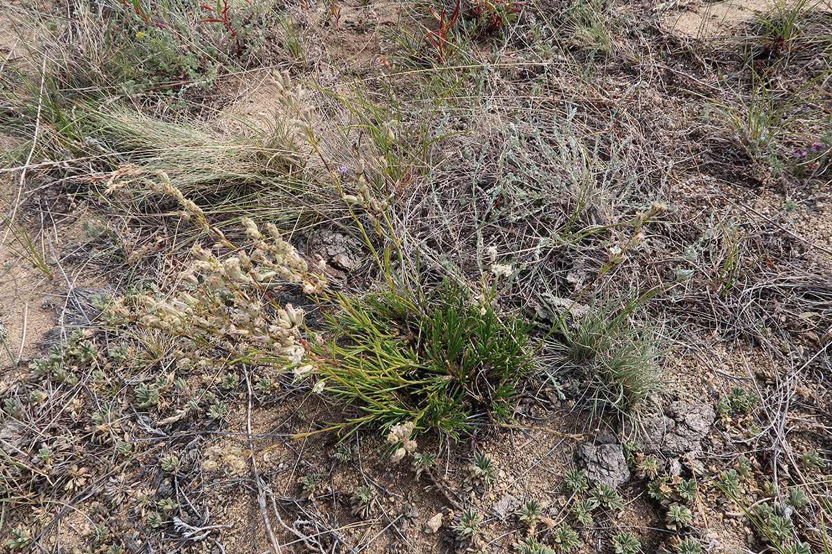 Image of Silene turczaninovii specimen.