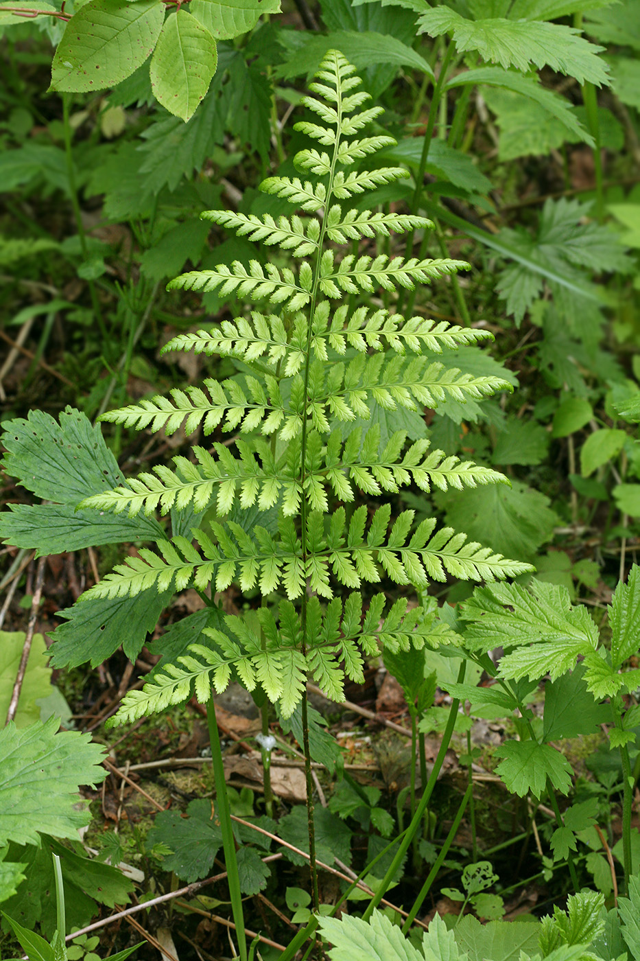 Image of Dryopteris carthusiana specimen.